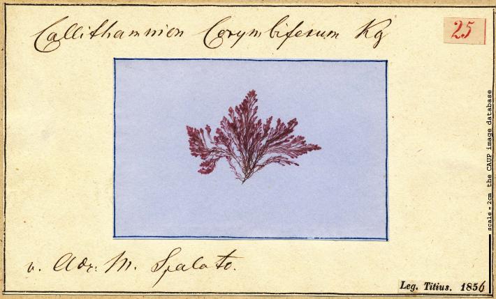 Dasya corymbifera_25.jpg
